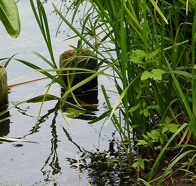 Großer Tonteich (Angelgewässer)