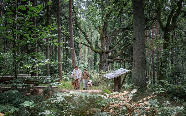 Hikers on the old oak trail at Hubertusstock, Foto: Frank Günther, Lizenz: Gemeinde Schorfheide