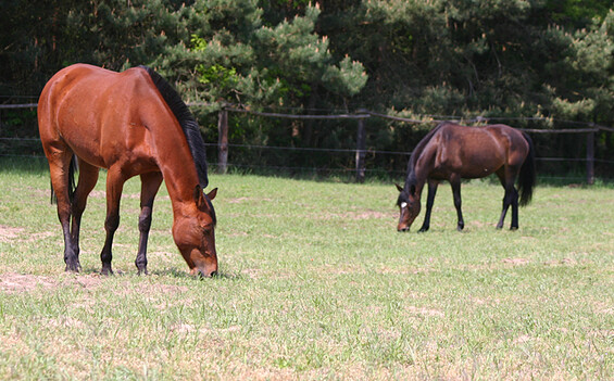 Horses in the paddock, Foto: Petra Förster, Lizenz: Tourismusverband Dahme-Seenland e.V.