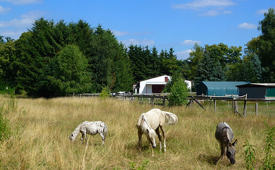 Törberranch