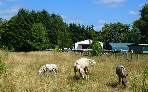 Pferde auf der Koppel in Dolgenbrodt, Foto: Günter Schönfeld, Lizenz: Tourismusverband Dahme-Seenland e.V.
