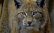 Lynx in the Heimattiergarten, Foto: Johann Müller
