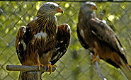birds of prey, Foto: Johann Müller