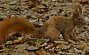 Squirrel, Foto: Johann Müller