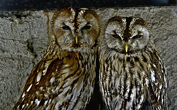 Owls, Foto: Johann Müller
