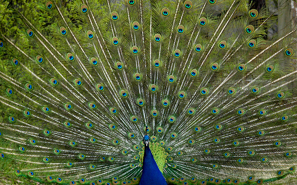 Peacock, Foto: Johann Müller