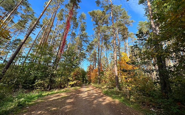 Waldweg auf dem Rundwanderweg Treptowsee, Foto: Anke Bielig, Lizenz: Gemeinde Schorfheide