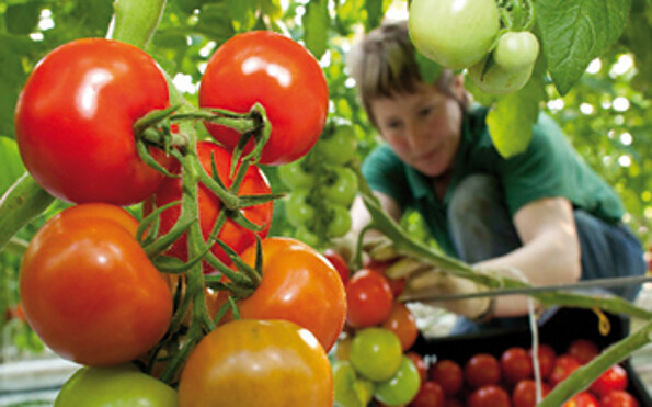 Tomaten von FONTANA Gartenbau GmbH, Foto: Patrick Pleul
