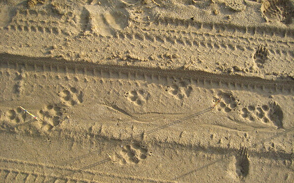 Wolfsspuren im Lausitzer Sand, Foto: Catriona Blum-Rérat, Lizenz: Catriona Blum-Rérat