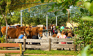 Pferde auf dem Sattelplatz, Foto: Hans Sachs, Lizenz: Sabine Opitz-Wieben