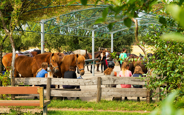 Pferde auf dem Sattelplatz, Foto: Hans Sachs, Lizenz: Sabine Opitz-Wieben