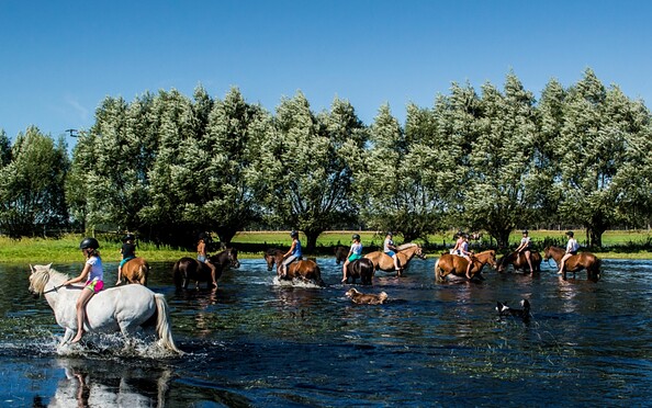Islandpferde im Wasser, Foto: Hans Sachs, Lizenz: Sabine Opitz-Wieben