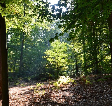 Through the Summter Forest in Mühlenbeck Land