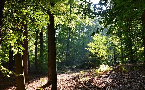 Through the Summter Forest in Mühlenbeck Land