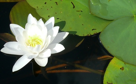 Seerose, Foto: TV Seenland Oder-Spree
