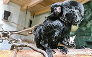 Springtamarine, Foto: Lisa Krautschick, Lizenz: Tierpark Wittenberg