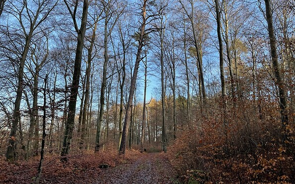 Herbstlicher Wanderweg Kleiner Wummsee, Foto: Itta Olaj, Lizenz: Tourismusverband Ruppiner Seenland e.V.