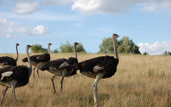 Straußenhof , Foto: Andrea Raetz