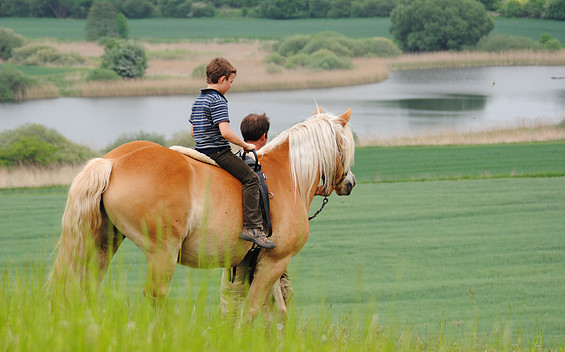 Ferienwohnungen Reitpension am Wiesengrund, tmu GmbH