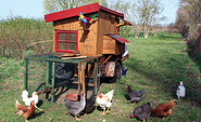 Hühner im Garten, Foto: Katrin Sprenger, Lizenz: Kultur &amp; Beeren UG