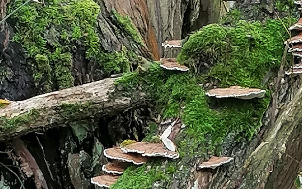 Natur bewusst wahrnehmen im Wald, Foto: Harriett Rudolph