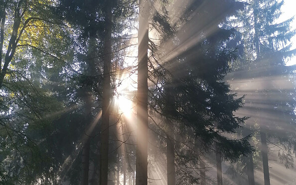 Waldbaden - Lichtspiel im Wald, Foto: Harriett Rudolph