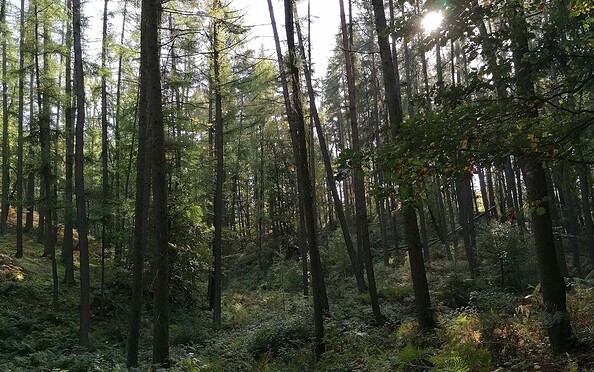 Den Wald wahrnehmen, Foto: Harriett Rudolph