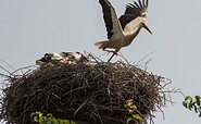 Storch Abflug vom Nest, Foto: Albrecht Hanke, Lizenz: Naturkundezentrum Spreeaue e.V