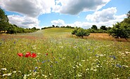 Sommerfeld, Foto: Torsten Stapel, Lizenz: Stadt Eberswalde