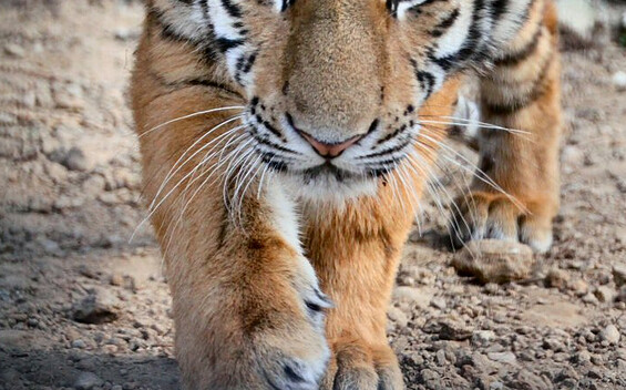 Tiger im Artenschutzzenrum, Foto: FELIDAE Wildkatzen- und Artenschutzzentrum