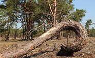 Im Märchenwald, Foto: Lea Egloff