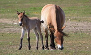 Przewalski-Pferde in der Döberitzer Heide, Foto: P. Nitschke