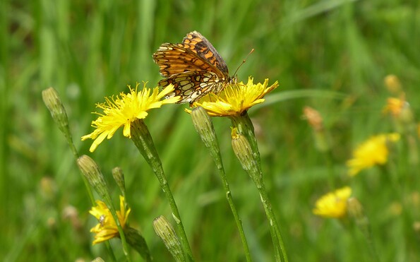 Schmetterling in den Wierichwiesen, Foto: Tourismusverein Scharmützelsee e.V.