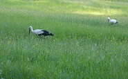 Storks in summer in the Wierichwiesen, Foto: Tourismusverein Scharmützelsee e.V.