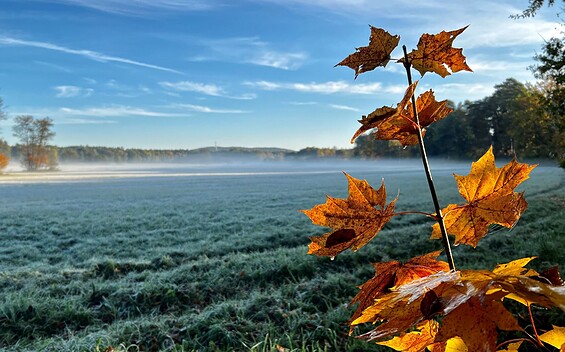 Wierichwiesen in fall, Foto: Tourismusverein Scharmützelsee e.V.