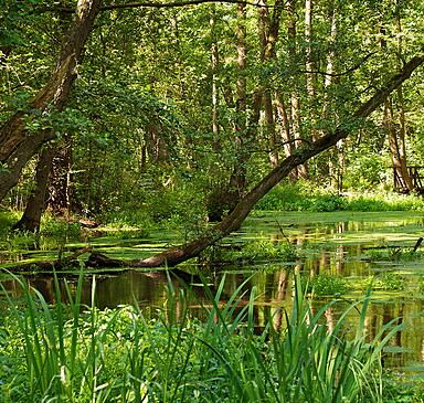 Trees in the water - Briesetal round from Birkenwerder