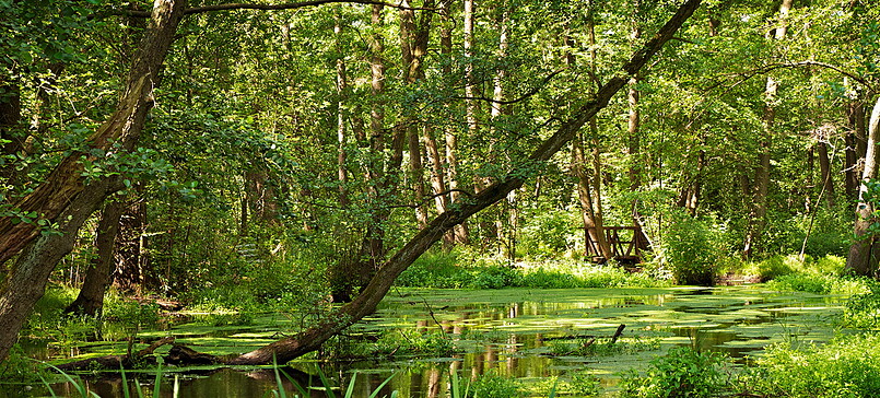 Bäume im Wasser – Briesetal-Runde von Birkenwerder