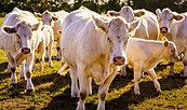 Charolais Rinder, Foto: Andre Wirsig, Lizenz: Regio Nord