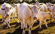 Charolais Rinder, Foto: Andre Wirsig, Lizenz: Regio Nord