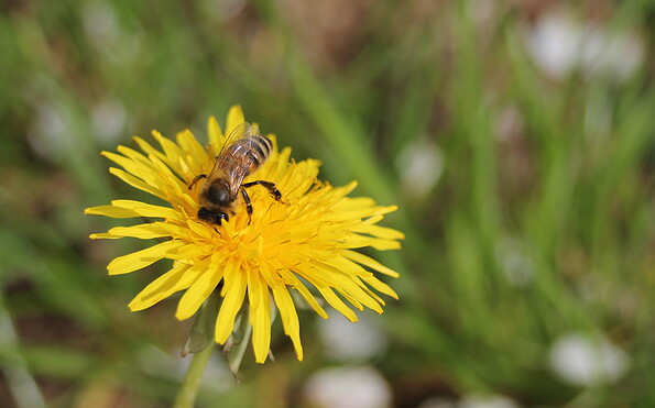 Biene auf Löwenzahn, Foto: Pauline Kaiser, Lizenz: Tourismusverband Dahme-Seenland e.V.