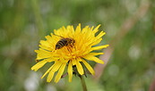 Bee on a dandelion, Foto: Pauline Kaiser, Lizenz: Tourismusverband Dahme-Seenland e.V.