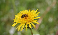 Bee on a dandelion, Foto: Pauline Kaiser, Lizenz: Tourismusverband Dahme-Seenland e.V.