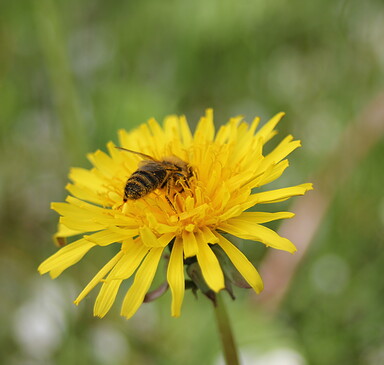 Apiary "Honigschmiede" Wruck