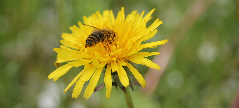 Apiary "Honigschmiede" Wruck