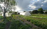 Gemüsefeld, Foto: Wilde Gärtnerei, Lizenz: Wilde Gärtnerei
