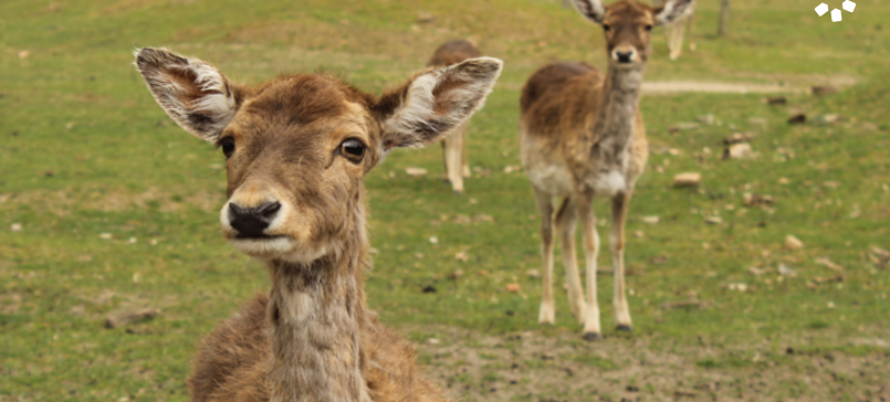 Wildpark Frankfurt (Oder)