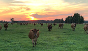 Jersey Kühe auf der Weide im Baruther Urstromtal, Foto: Loreen Herrmann, Lizenz: Eismanufaktur Urstrom Jerseys