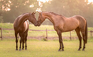 Pferde, Foto: Nika, Lizenz: Julia Lehmann