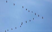 Wild geese, Foto: Florian Läufer, Lizenz: Seenland Oder-Spree