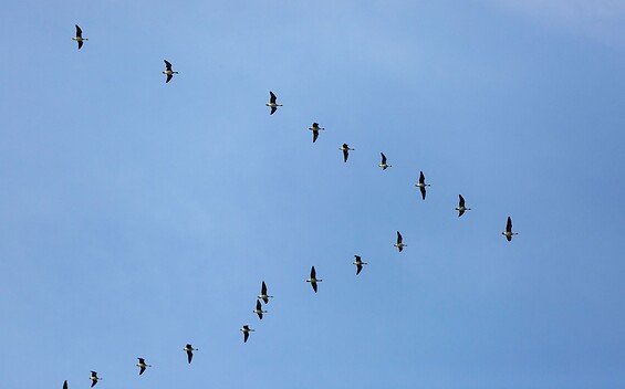 Wild geese, Foto: Florian Läufer, Lizenz: Seenland Oder-Spree
